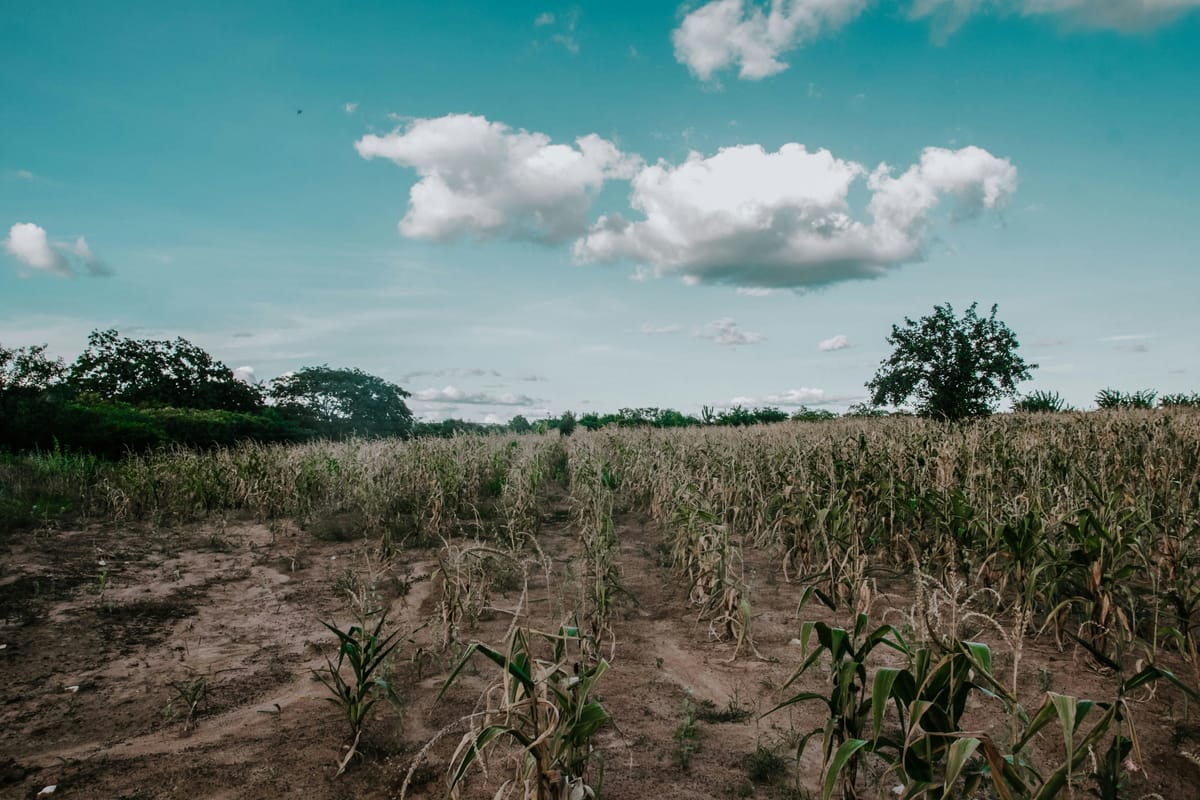 Seca, geada ou enchente destruíram sua safra em 2026? Os 7 direitos que poucos produtores conhecem (e que podem salvar sua fazenda)